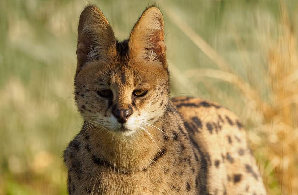 Serval