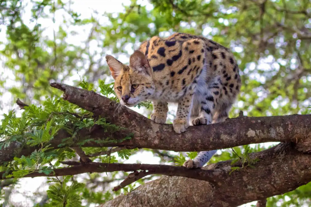 Servalcat