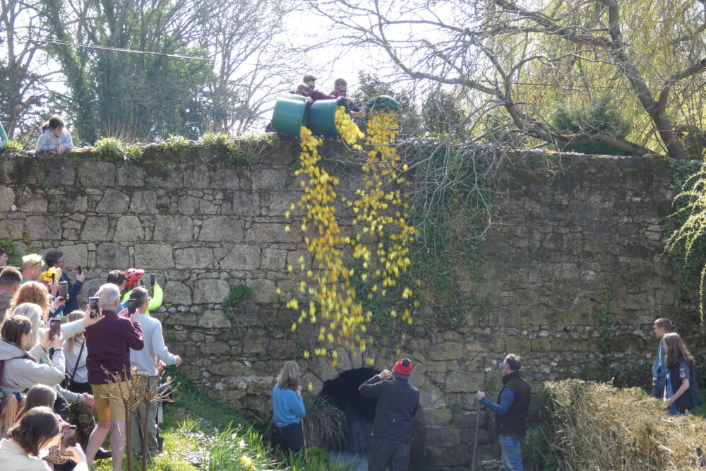 Duck Race (1)