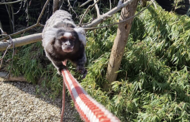 Gizmo The Rescue Marmoset Monkey