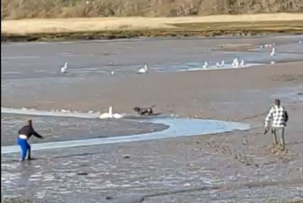 Deadswan
