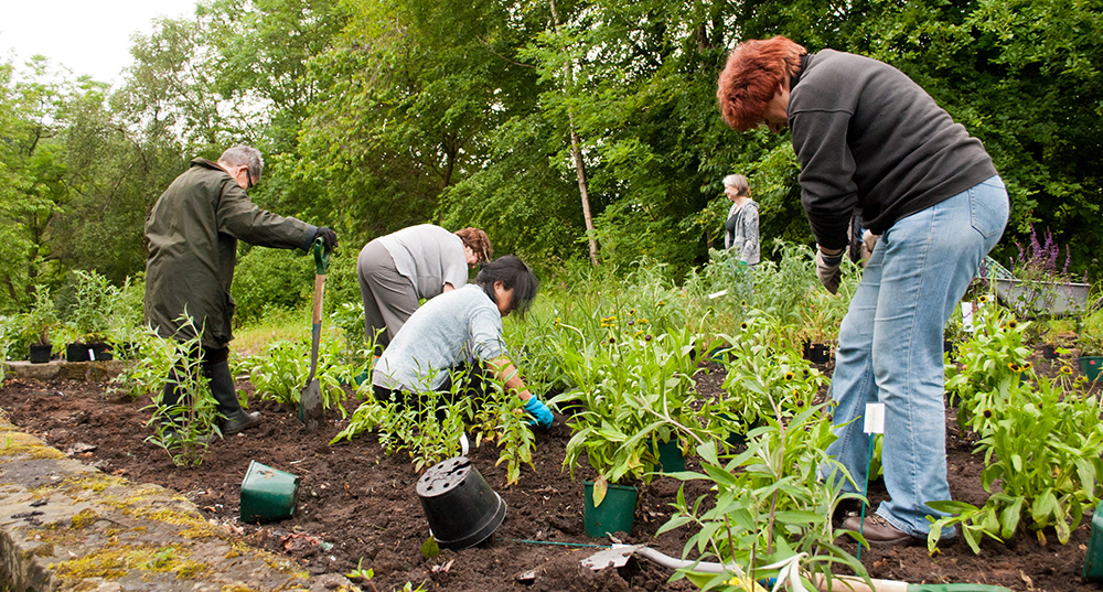 Wilder Gardening (c) Katrina Martin 2020vision