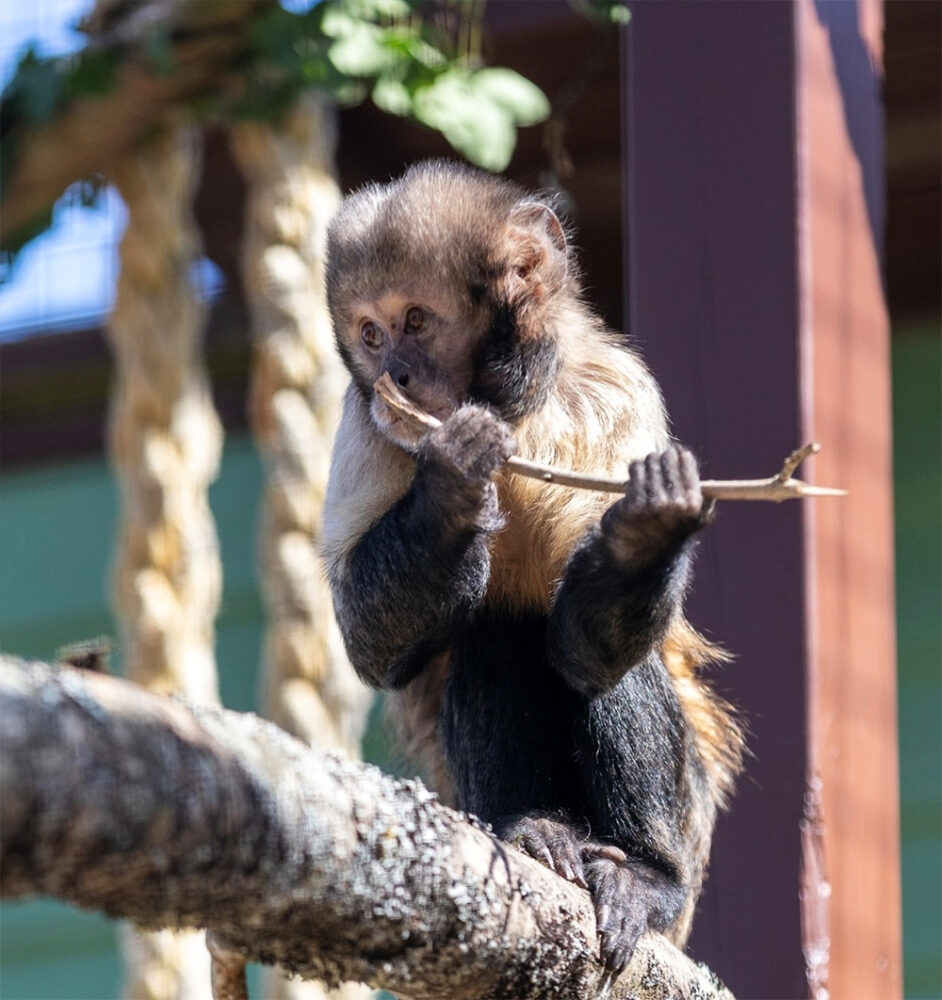 Primatemonkeyhaven