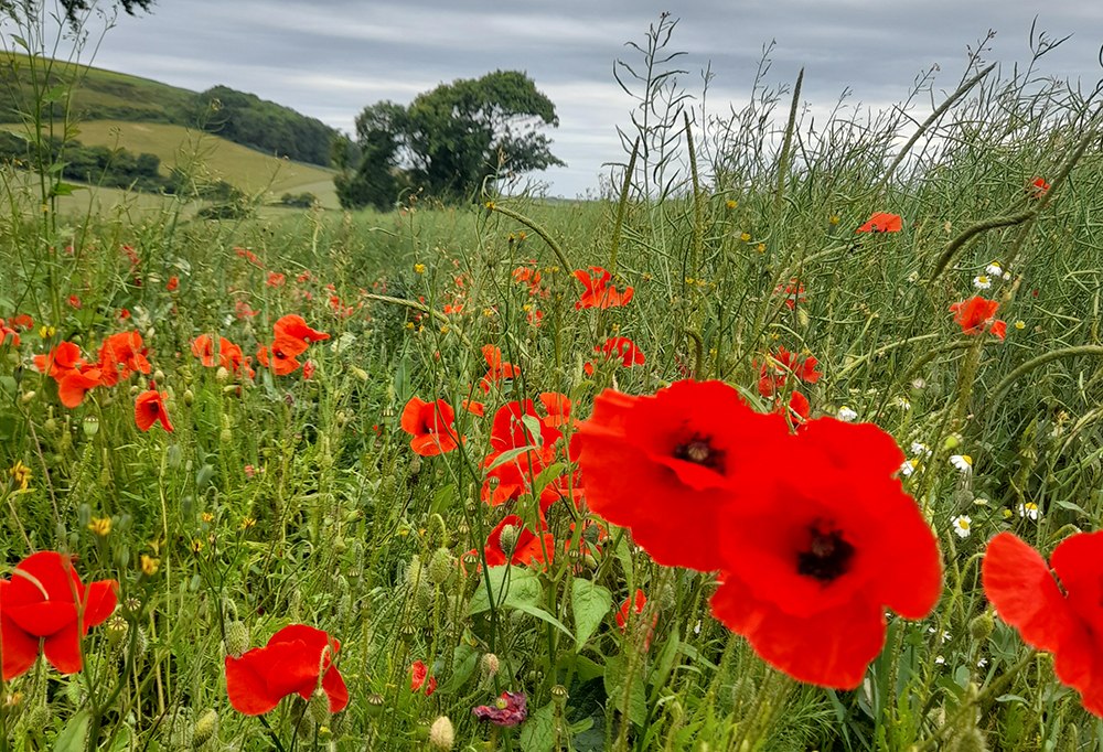 Flowery Field Margin - Credit Aonb Partnership