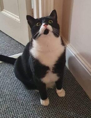 Gizzy The Curious Cat