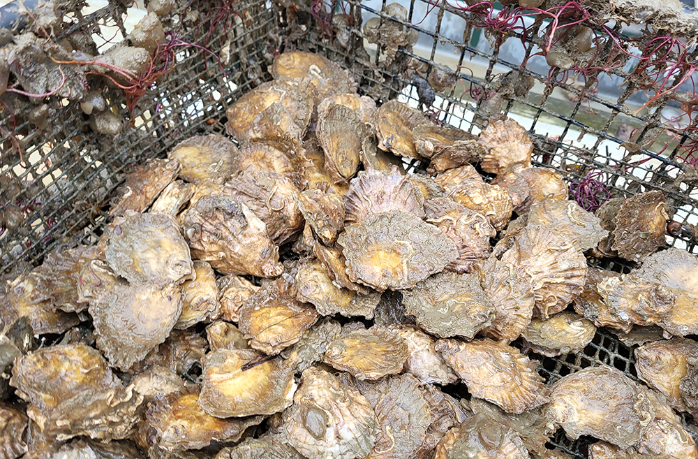 Oysters In Similar Style Basket Luke Helmer