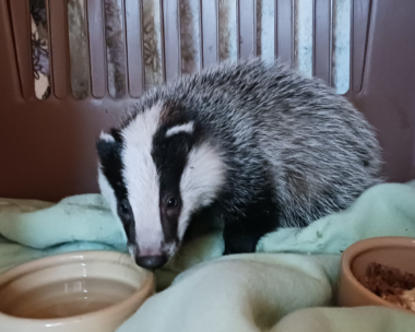 Rspca Badger