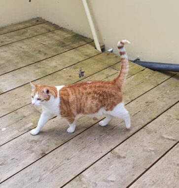 Thomas (cat)