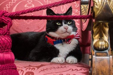 800px-fco Chief Mouser Palmerston