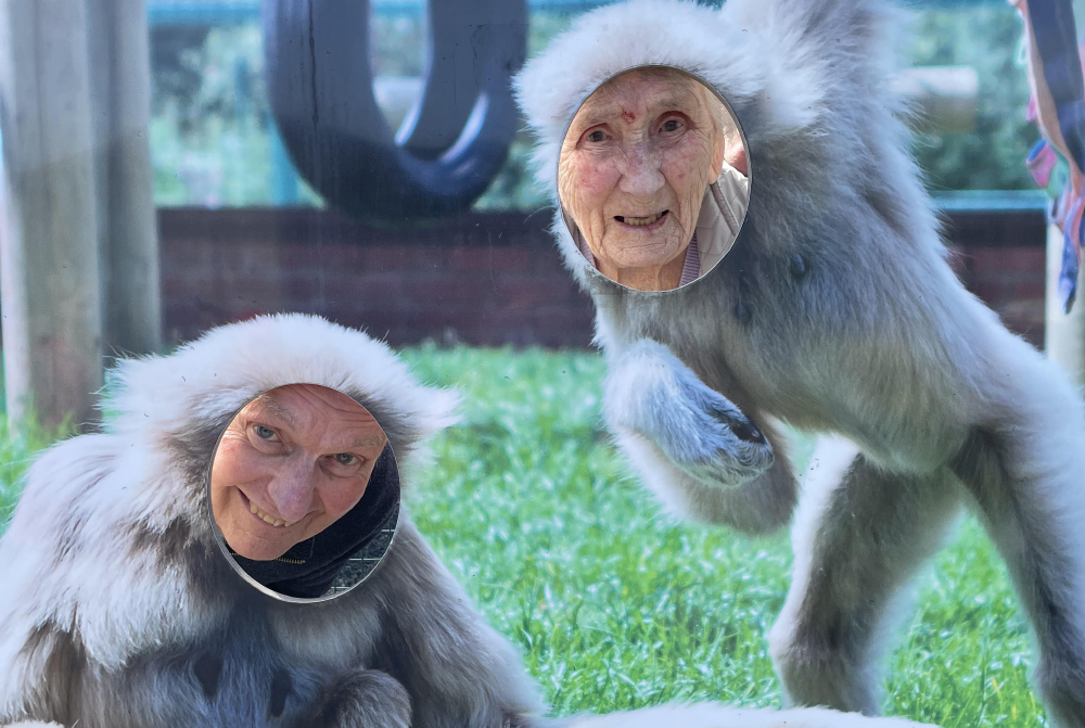 Monkey Haven Pete And Murial Monkeying Around