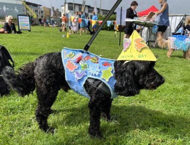 Regatta Dog Show 2