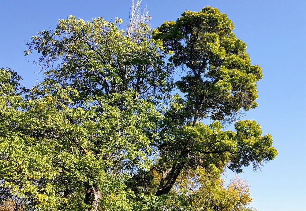 Ashtreestock