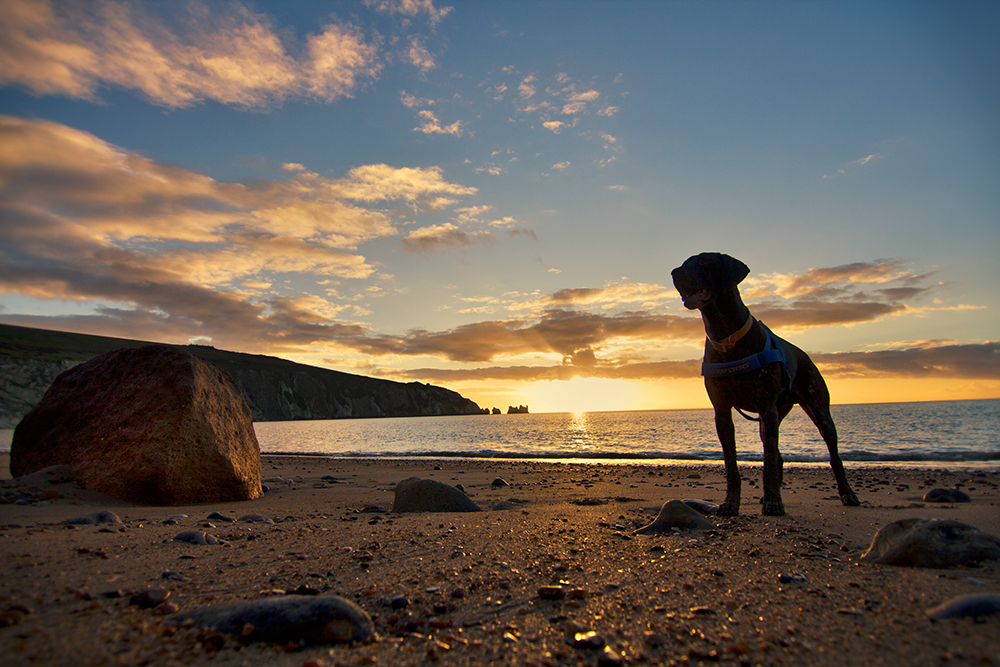 Dog On Beach Credit Visit Isle Of Wight