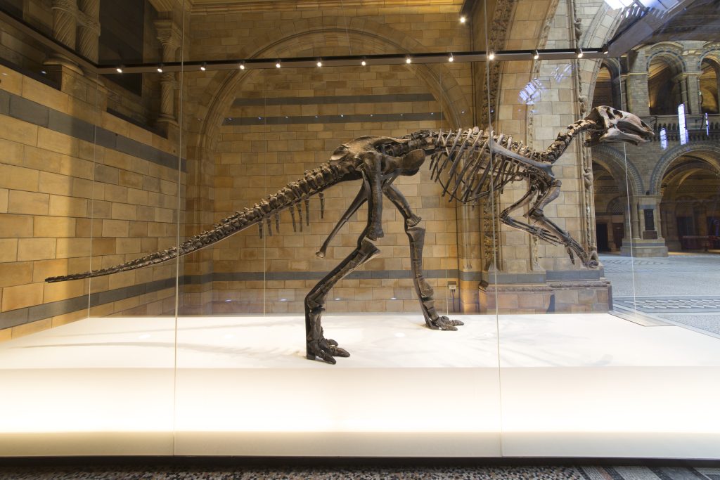Mantellisaurus Dinosaur Skeleton2