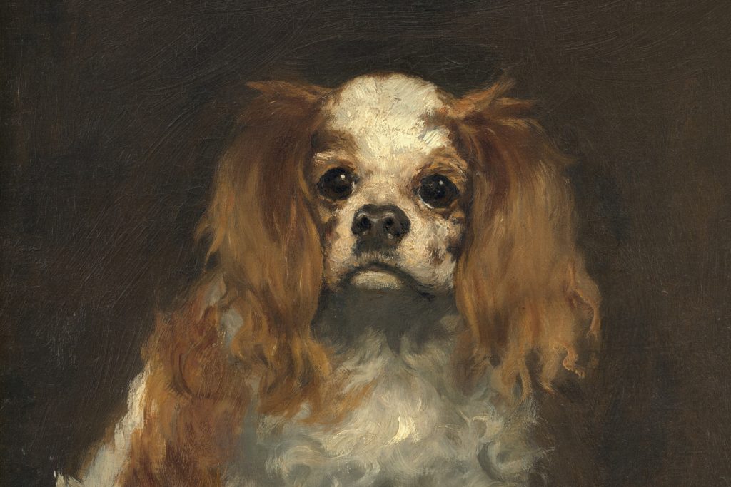 A King Charles Spaniel 1970.17.36