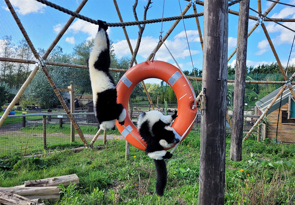Lemurs2