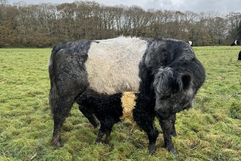 Blue With Her Heifer Calf (002)