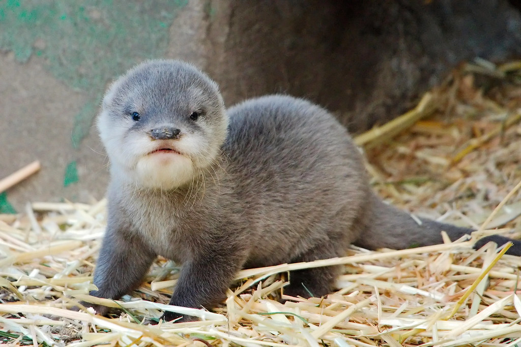 Baby Otter