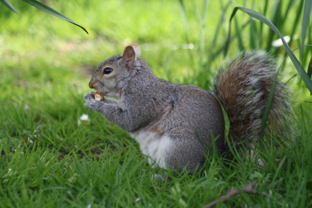Grey Squirrel London U.k. (2)