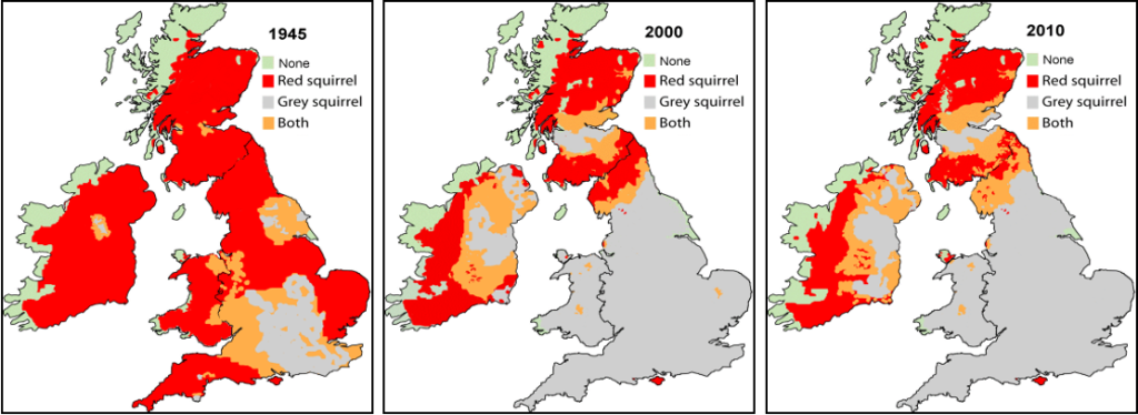 Maps Showing Grey Squirrel Spread And Red Squirrel Decline 1945, 2000 & 2010 By Craig Shuttleworth & Red Squirrel Survival Trust