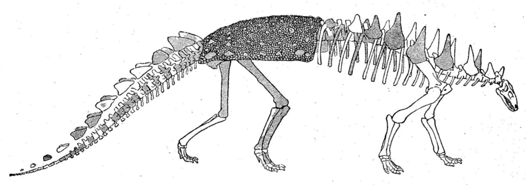 Polacanthus Skeleton