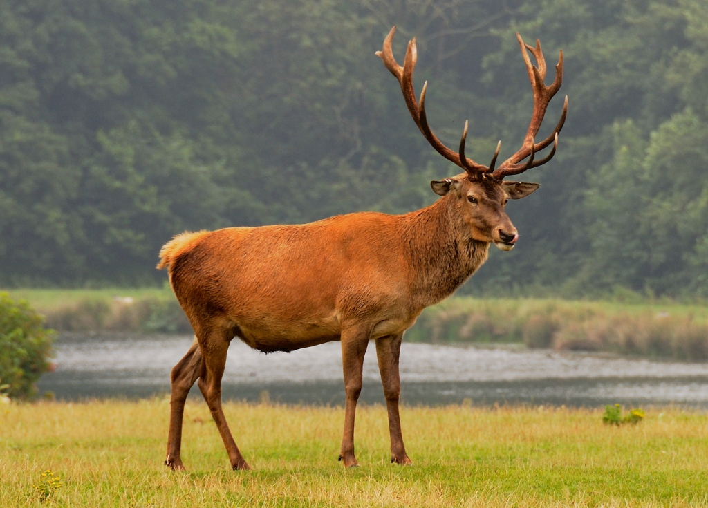 Red Deer (9663989689)