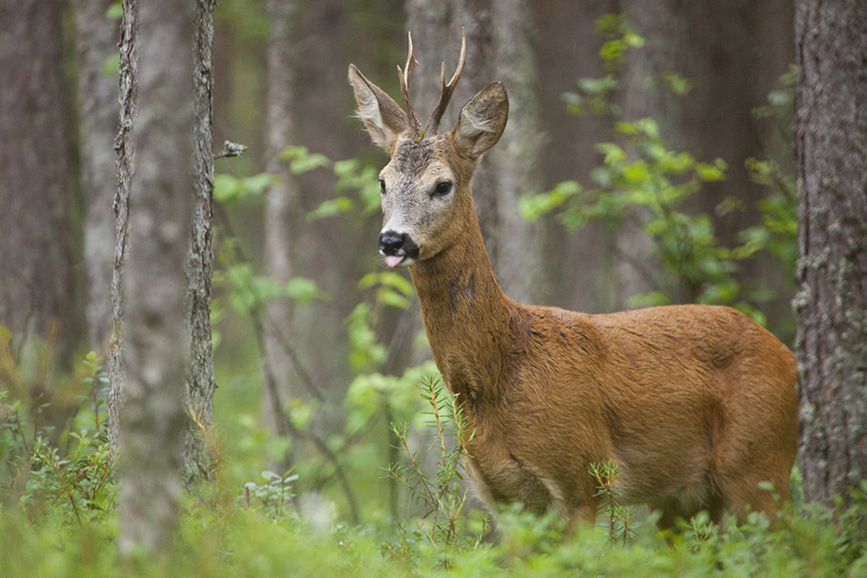 Roe Deer Buck