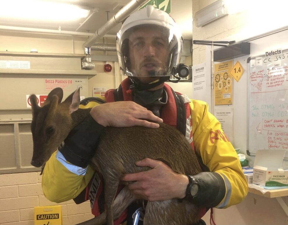 Exhausted Deer Plucked From Solent