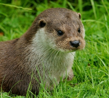Otter Peter Trimming
