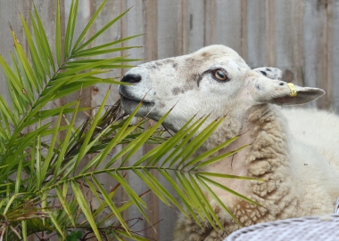 Sheepthorntoncloseryde 002