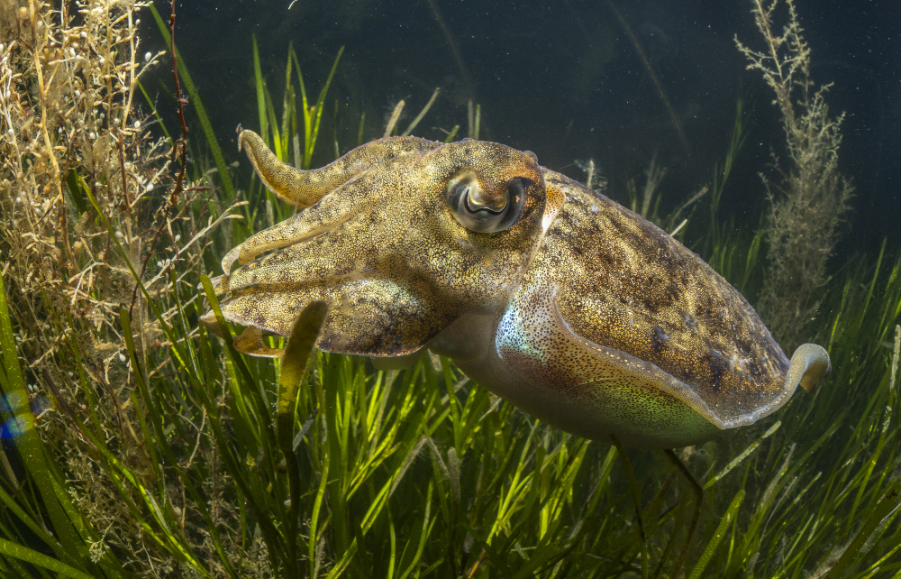 Cuttlefishinseagrass