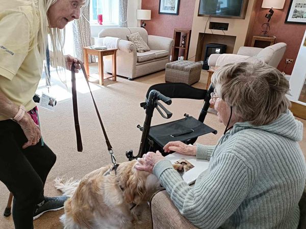 Therapy Dog