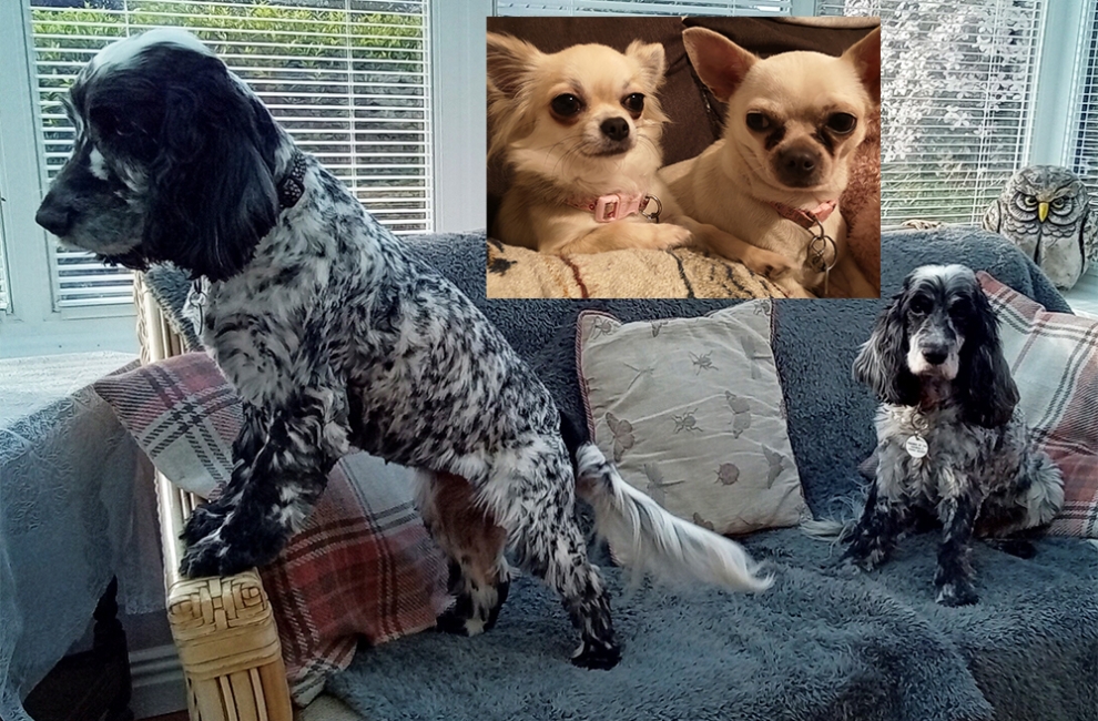 FRIENDS OF THE ANIMALS SEEKING FOREVER HOMES FOR 2 PAIRS OF DOGS