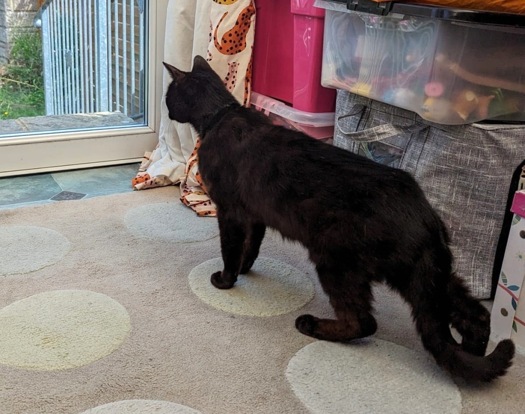 Black Cat (2)