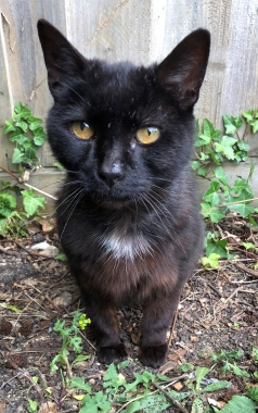 Black Cat (portrait)