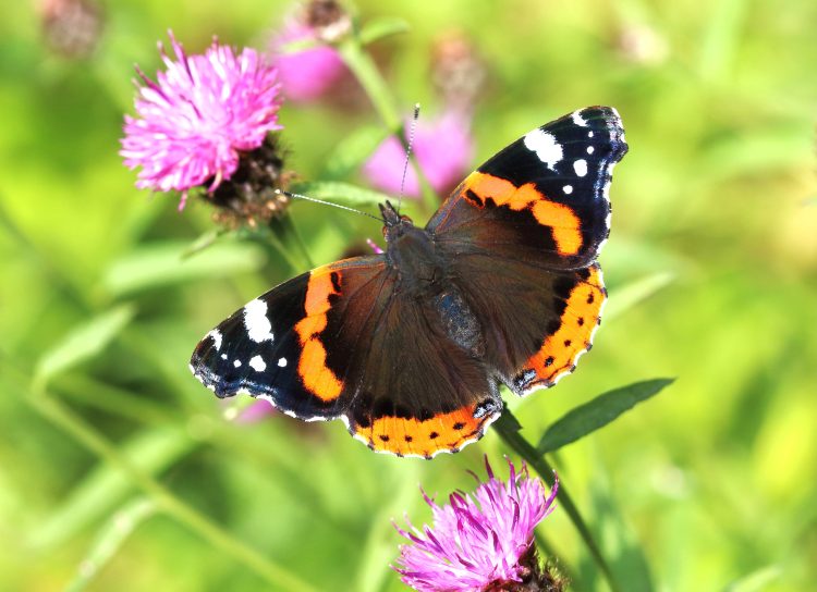 BUTTERFLY EMERGENCY DECLARED ON ISLE OF WIGHT AND ACROSS THE UK