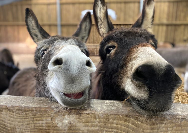 DONKEY SANCTUARY CUTS OPENING DAYS FROM 7 TO 5 THIS WINTER