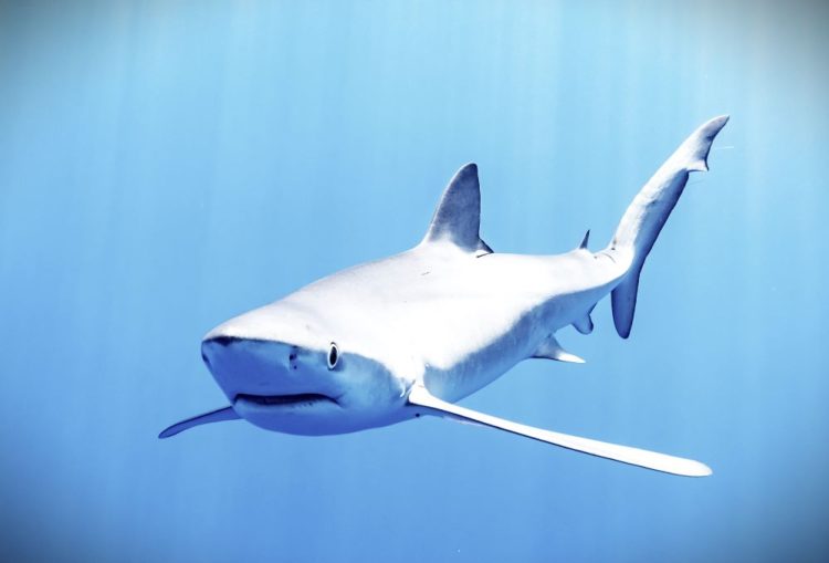 ON THIS DAY: SHARKS ‘DISAPPEARED’ FROM ISLE OF WIGHT COASTAL WATERS 50 YEARS AGO