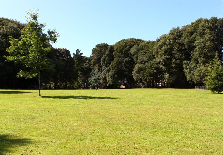 TREE SAFETY WORKS TO BEGIN AT SANDOWN’S LOS ALTOS PARK