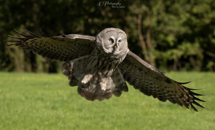 FINANCIAL REASONS SEE THE FALCONRY EXPERIENCE SCRAP INITIAL MOVING PLANS