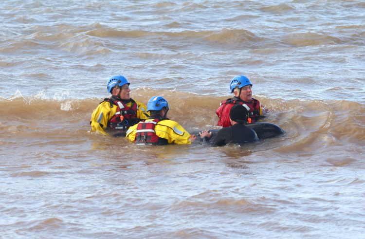 UPDATED: STRANDED WHALE SPARKS URGENT RESCUE EFFORTS AT BROOK