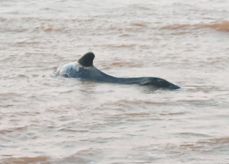STRANDED WHALE SPARKS URGENT RESCUE EFFORTS AT BROOK