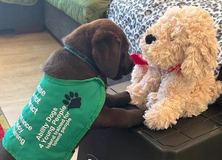 ABILITY DOGS 4 YOUNG PEOPLE LOOKING FOR NEW PUPPY PARENTS