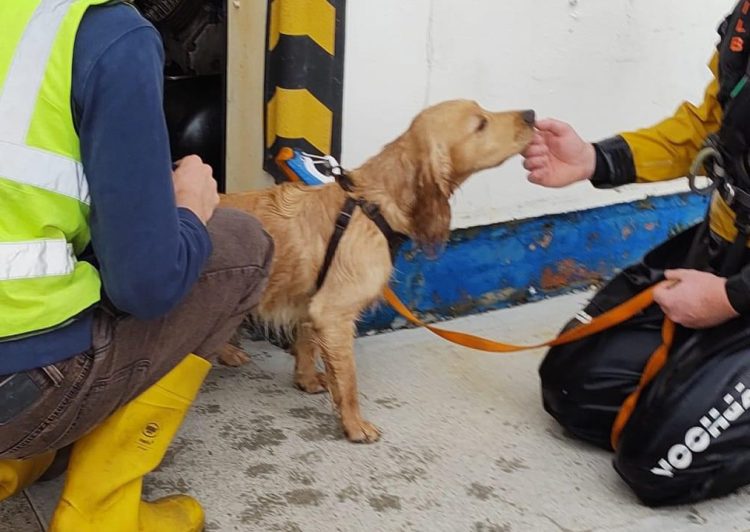 TED THE DOG RESCUED AFTER CLIFF PLUNGE OFF TENNYSON
