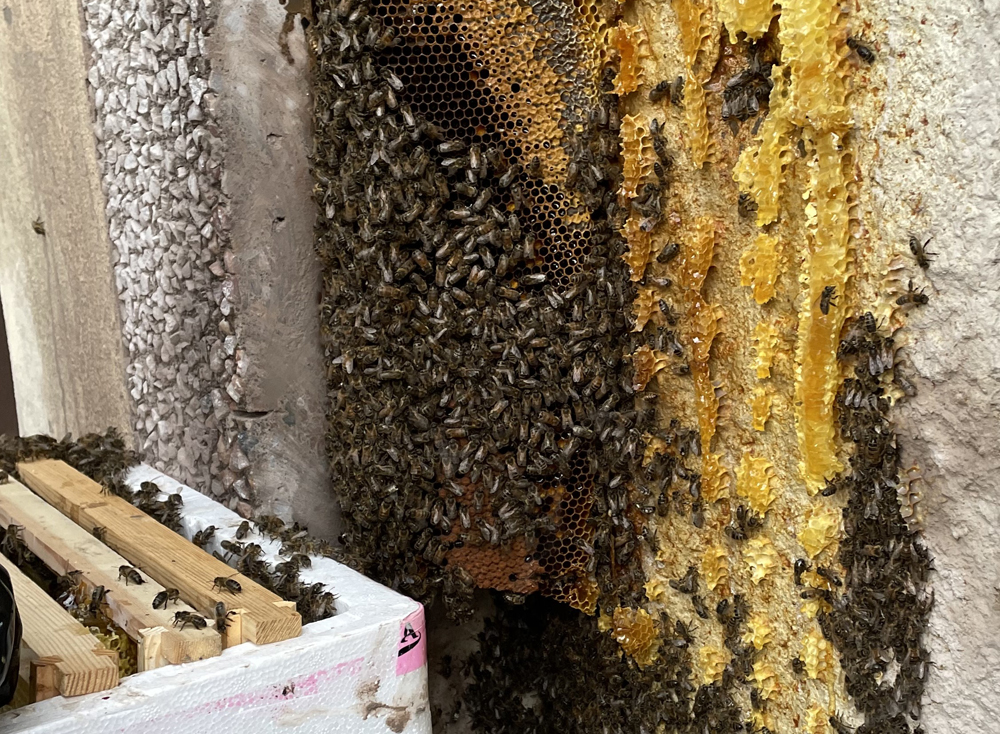 50,000 BEES TO BE RE-HOMED FROM SANDOWN TO VENTNOR