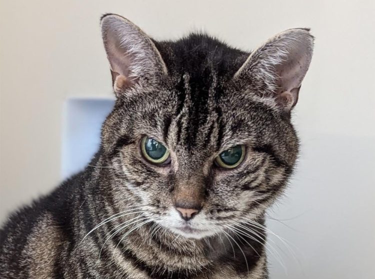 OLDER MOGGIES ARE OVERLOOKED AND FACE MONTHS IN CARE REPORTS ISLAND CHARITY