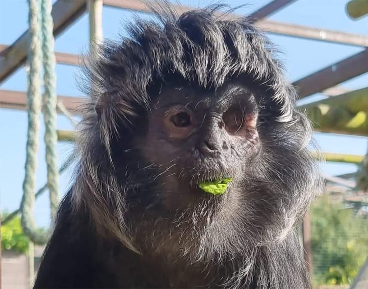 28-YEAR-OLD TREACLE CONFIRMED AS OLDEST JAVAN IANGUR IN THE WORLD