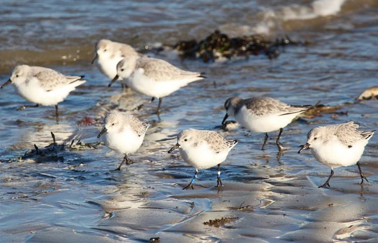 TAKE PART IN THIS YEAR’S GREAT COASTAL BIRDWATCH