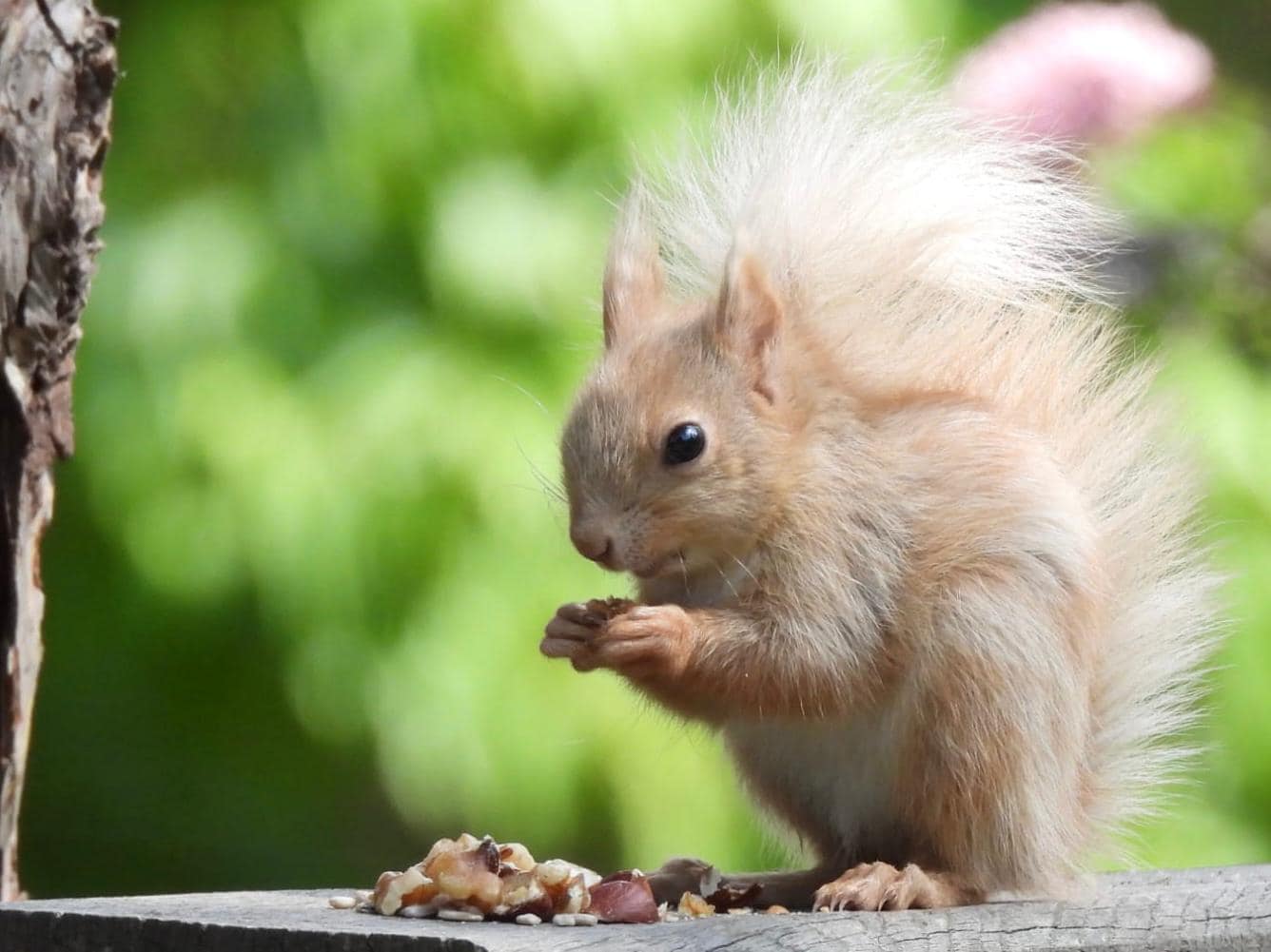 ONE-IN-A-MILLION ‘BLONDE’ SQUIRREL SNAPPED IN VENTNOR