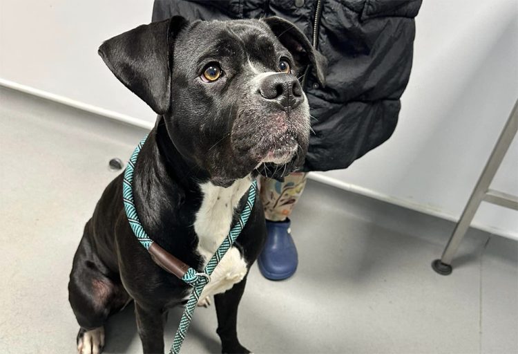 DOG THAT WENT MISSING FOLLOWING RYDE CAR CRASH REUNITED WITH OWNERS